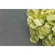 Nortene MICROTEX PE talajtakaró 1,4 x 5 m 40 g/m²	 