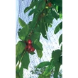 Nortene EASYNET PP madárháló 2 x 10 m