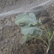 Nortene BIOCONTROL rovarvédő háló 2,2 x 10 m